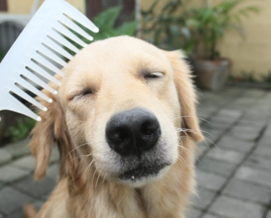 Pet Care