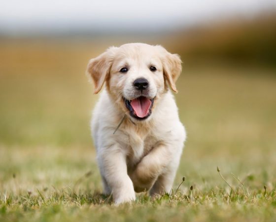 Buying/Adopting A Pet