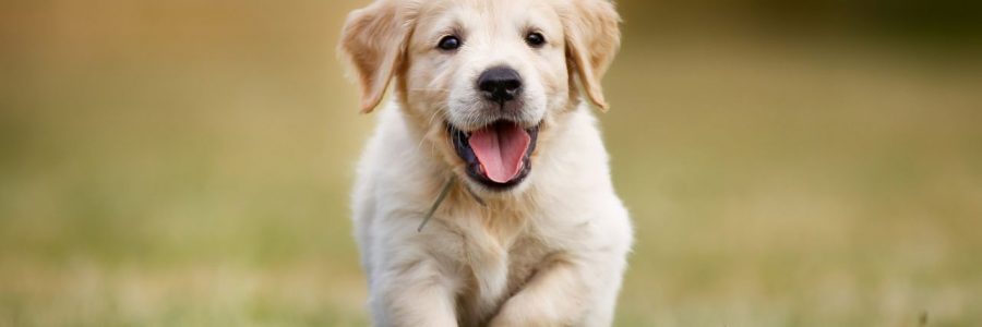 Buying/Adopting A Pet